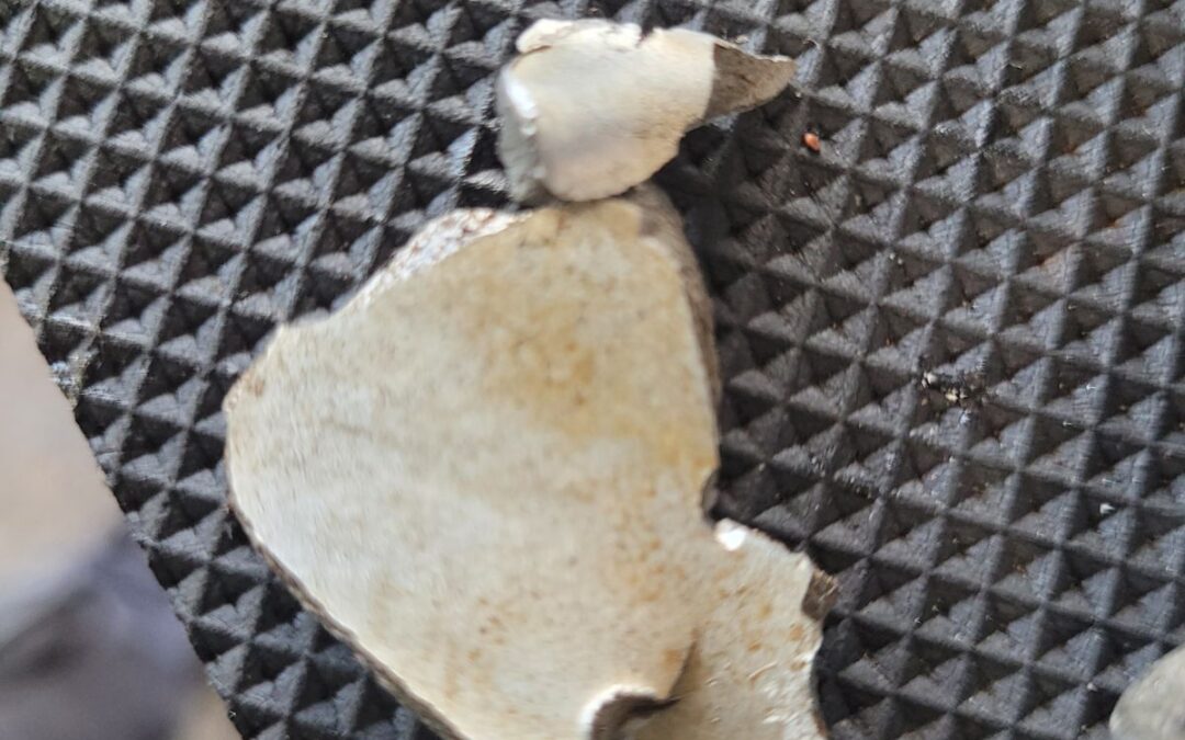 New Car Number Plate Lights in Hamilton